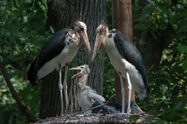 Lesser Adjutant Storks At WCS’s Bronx Zoo Foster Abandoned Egg and Raise Chick As Their Own